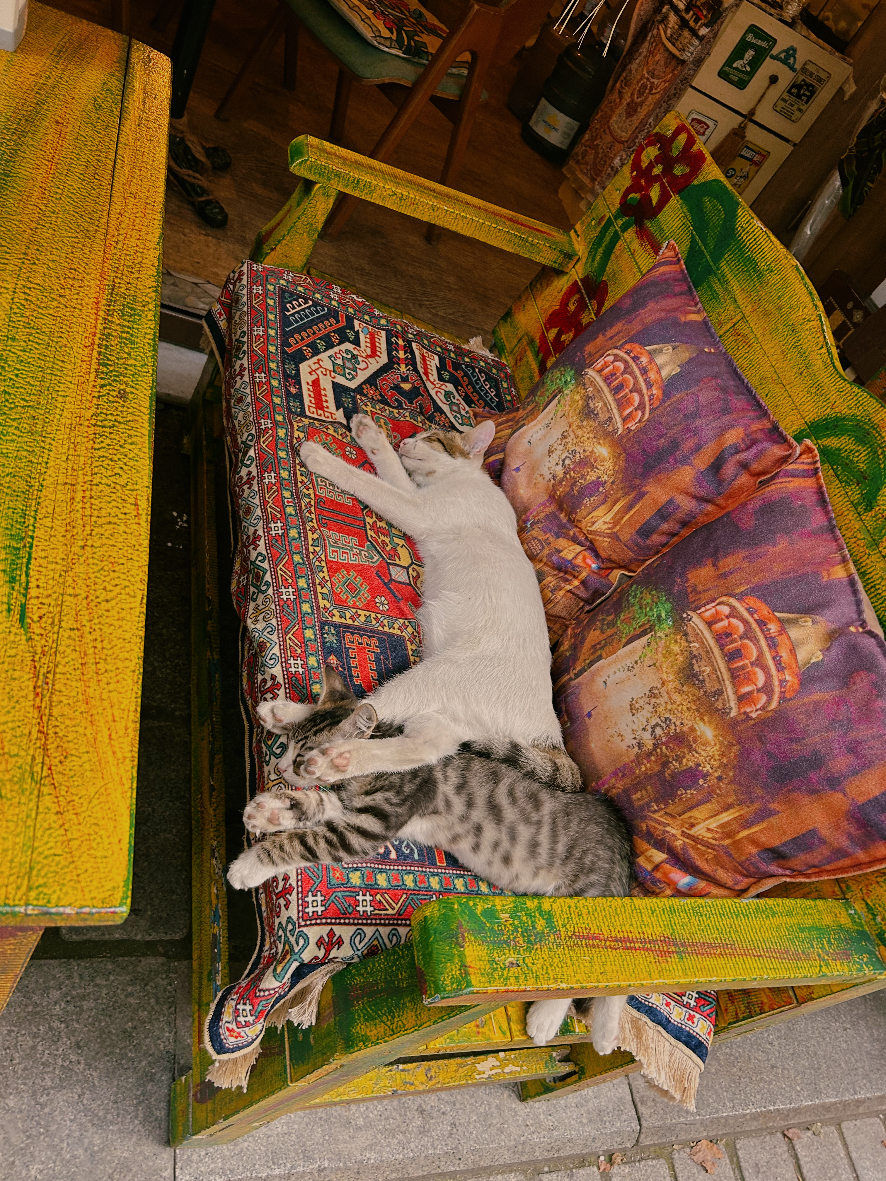 Istanbul Cats 8